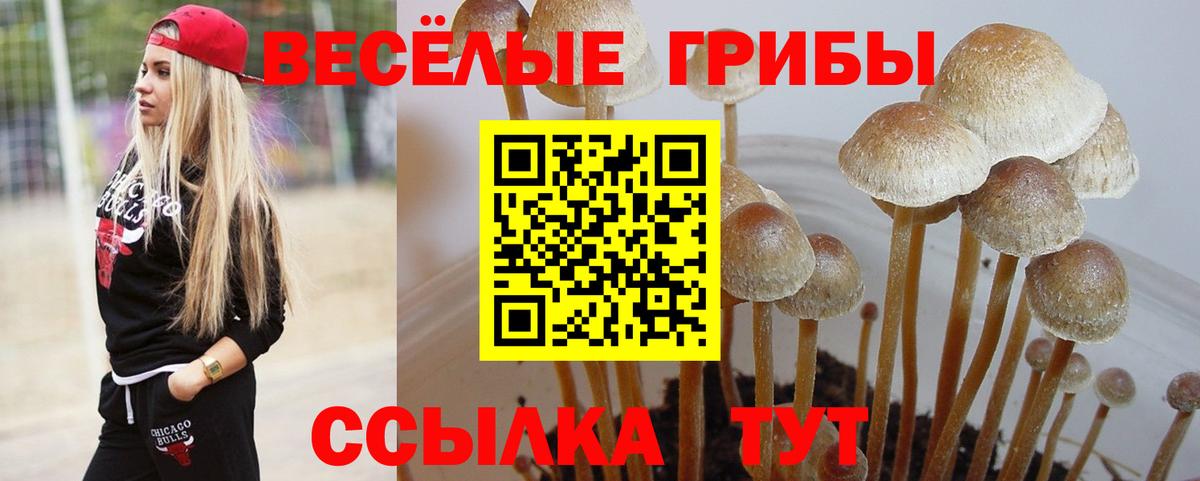 Галлюциногенные грибы Cubensis Саров